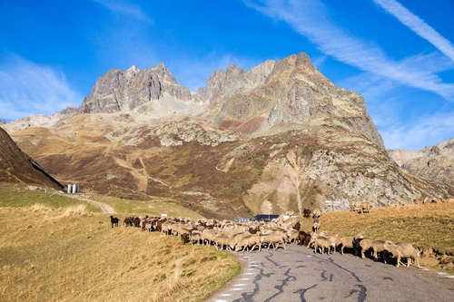 Troupeau dans les Alpes 